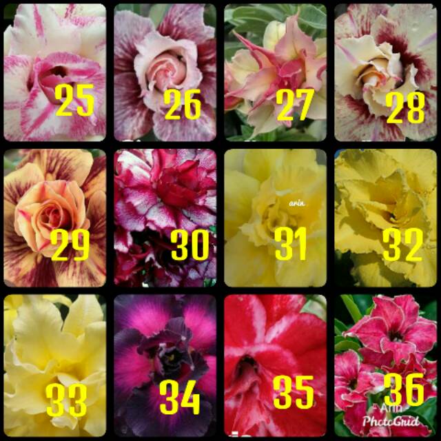 Paket 7 jenis bibit bunga kamboja bunga adenium tumpuk tanaman hias / kamboja triple