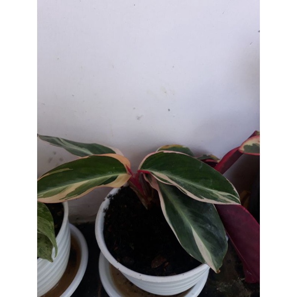 Bibit Calathea Multicolor/Calathea Tricolor