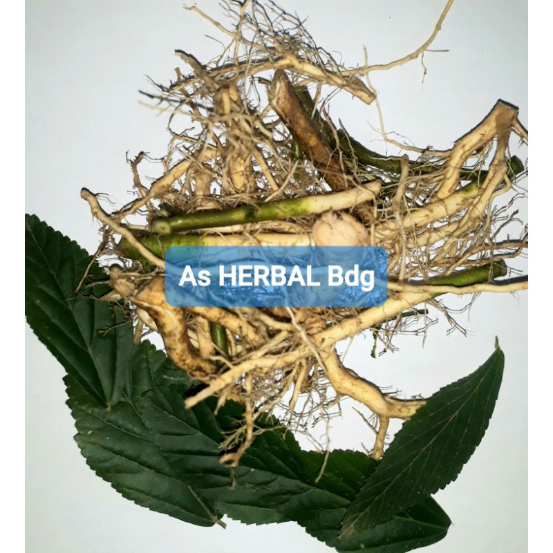 

Akar Sidaguri Segar 300 gram / akar sidoguri-az
