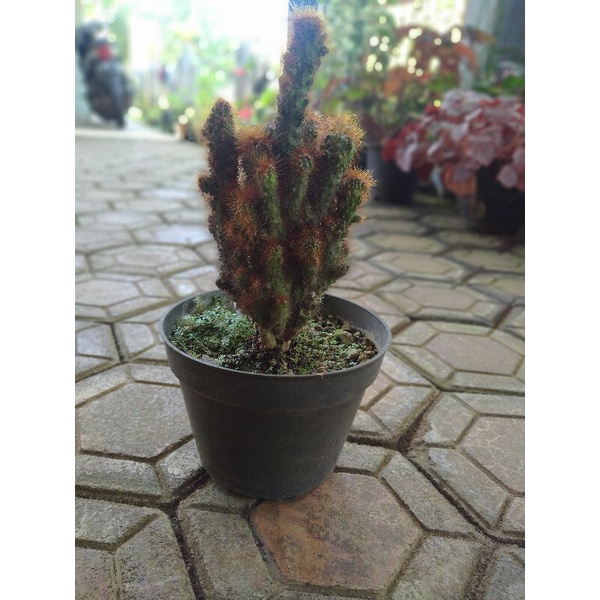tanaman hias kaktus mini cantik /tanaman outdoor mini