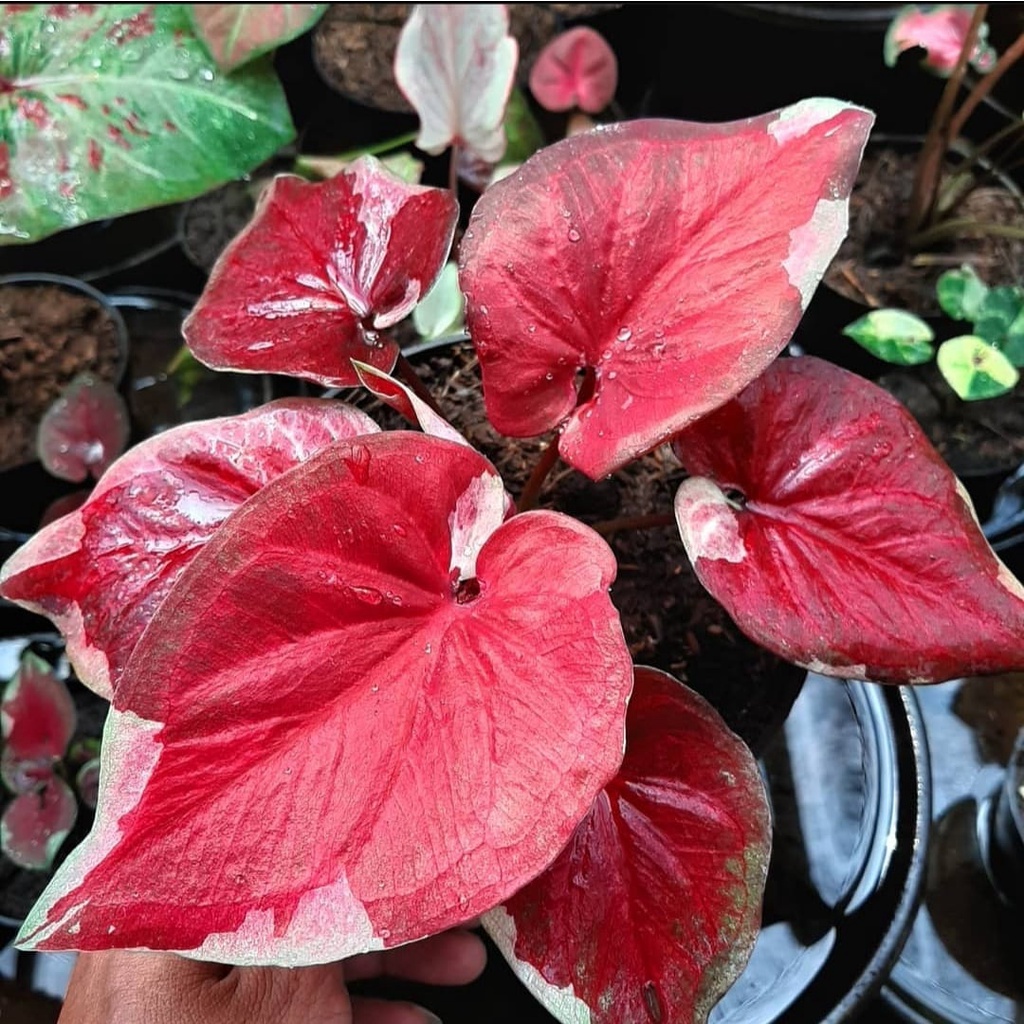 Caladium Dwi Warna Tanaman Keladi Hias Dwi Warna 1-3 Daun bibit BUKAN bonggol
