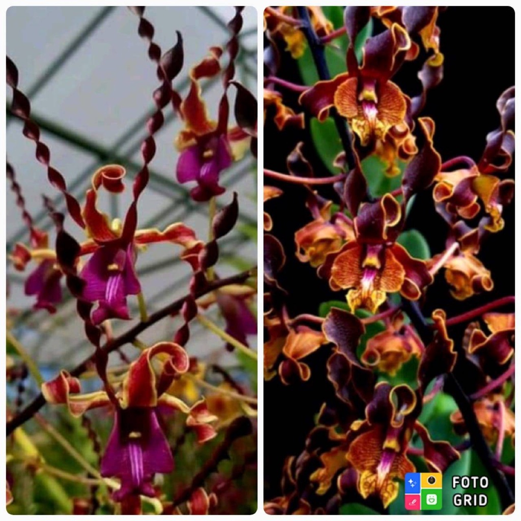 Seedling Anggrek Dendrobium Danish x Ken Arok