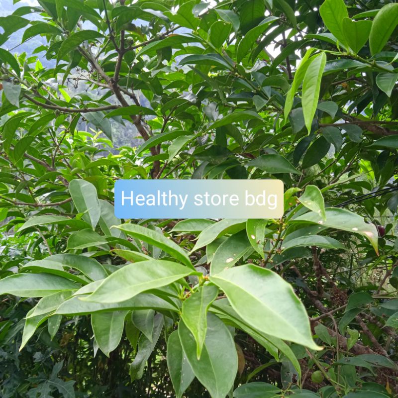 

Daun Mahkota Dewa Segar 300 gram