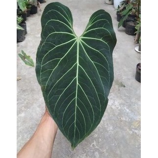 Magnificum Hybrid (Norte) / Kuping Gajah /Anthurium