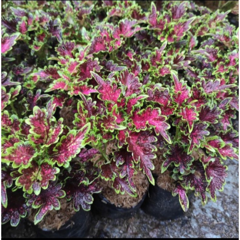 tanaman hias miana batik kode 02 premium