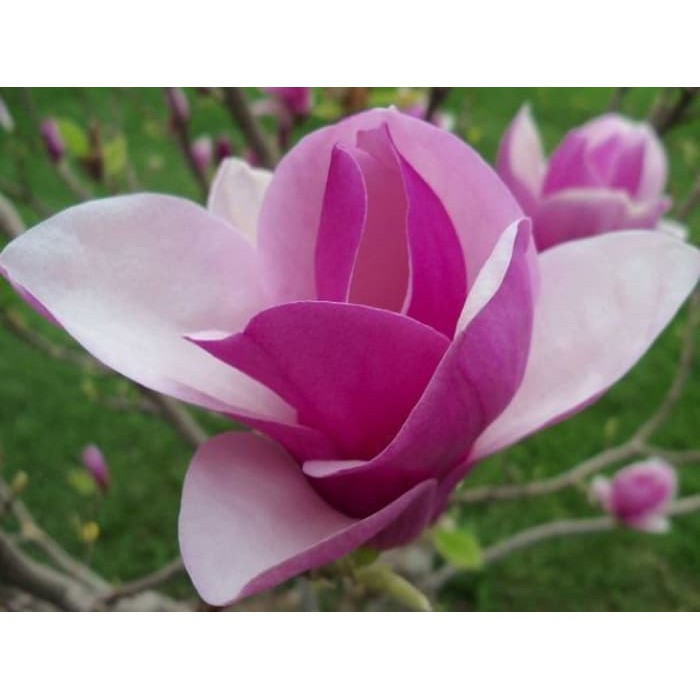 Tanaman Hias Cempaka Ungu