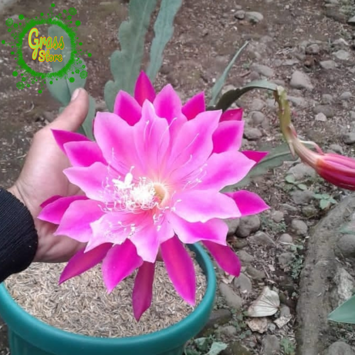 tanaman hias wijaya kusuma california