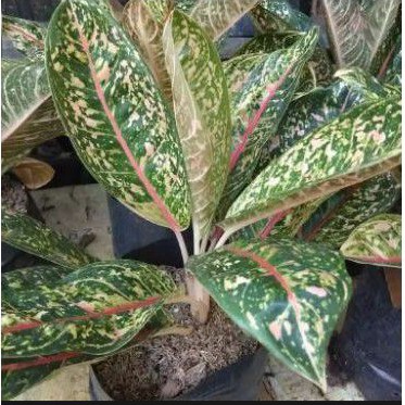 Tanaman hias aglonema donakarmen/aglonema donakarmen/tanaman hias aglonema