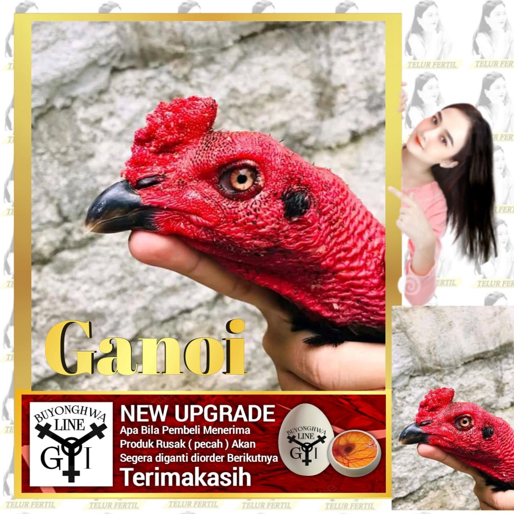 Telur Ayam Ganoi Ori Vietnam Tipe Tetas A8 Laskar Buyonghwa DANDELIONS