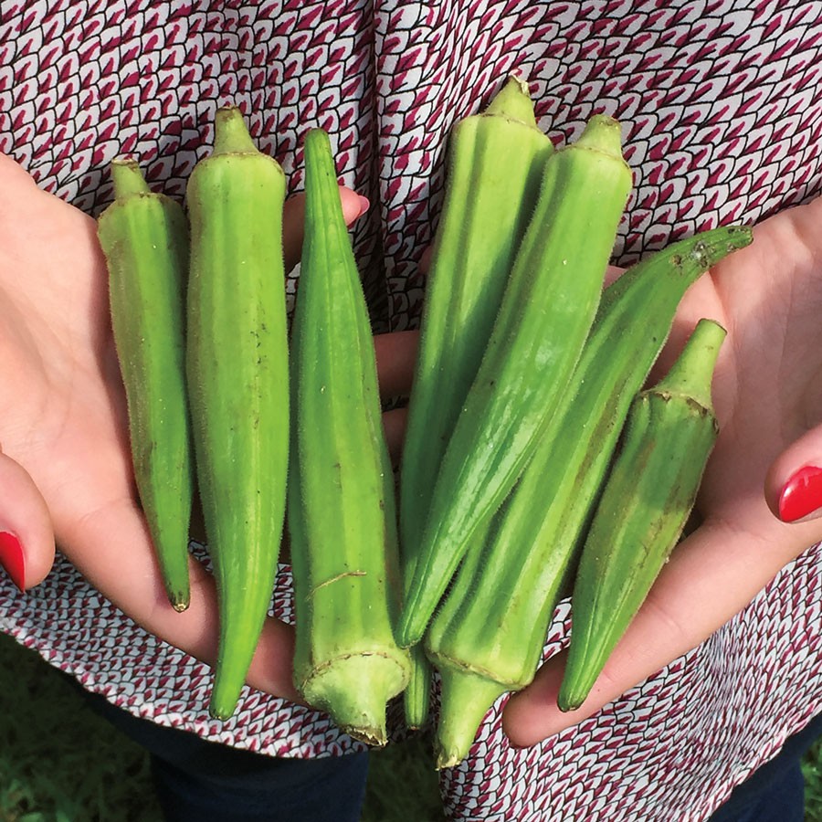 

Sayur Okra Hijau Fresh 1 kg