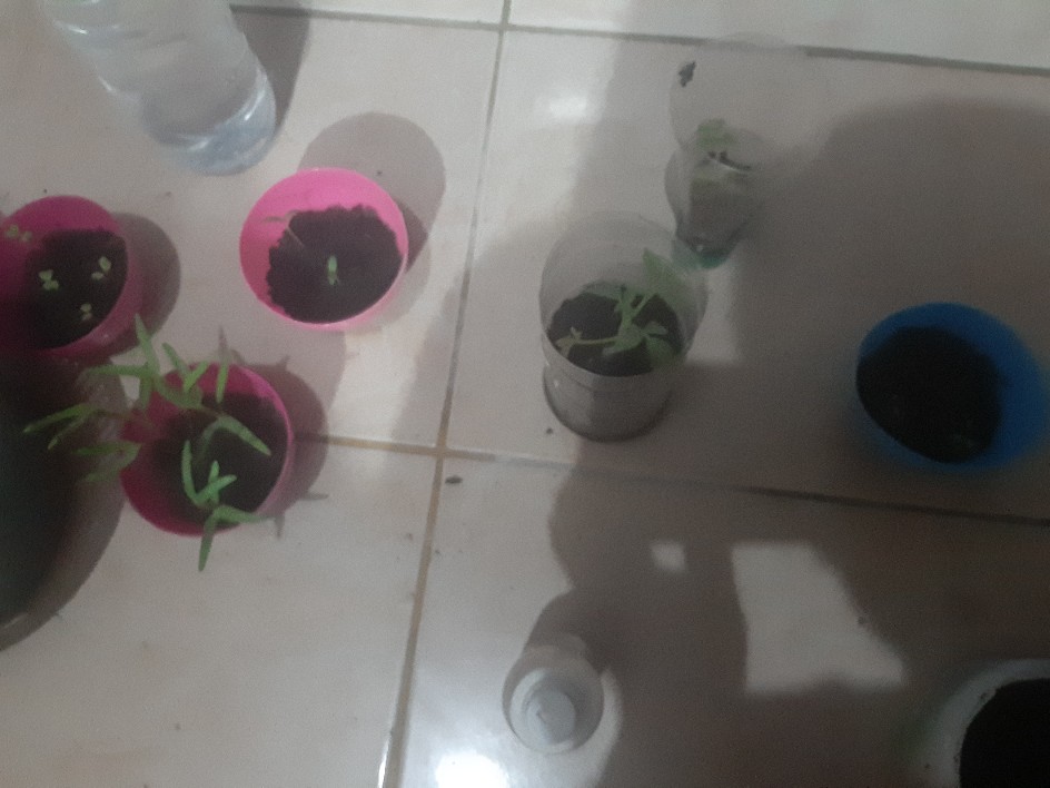 Insektisida Sistemik Furadan 3gr - Nematisida Pengendali Hama Tanaman Serangga, Cacing, Uret Dll