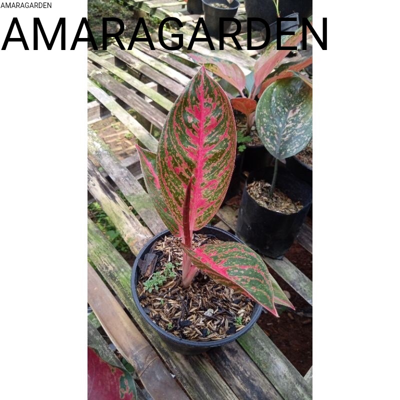 bibit aglonema reanita Surya size s