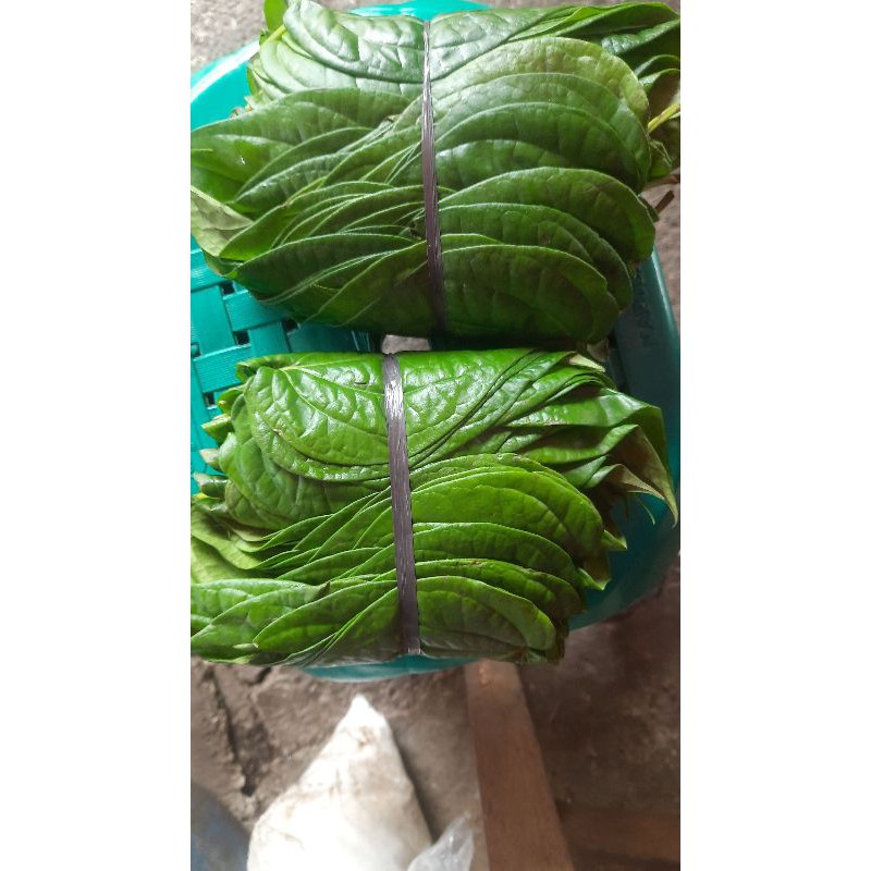 

Daun Sirih segar satu ikat