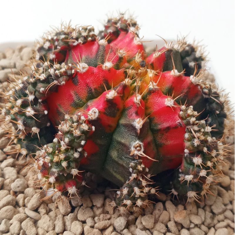 Kaktus Miha Thailand | Gymnocalycium Mihanovichii Thailand Variegata | Gymno | Miha | Thailand | Mih