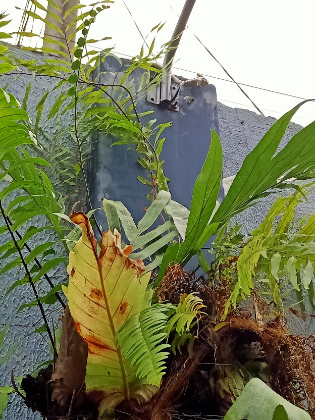 Drynaria Quercifolia