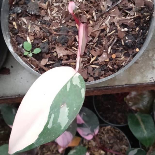 Harga Philodendron Anderson Philodendron Harga Philodendron Anderson Philodendron