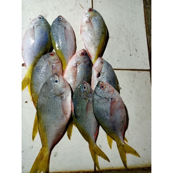 

ikan ekor kuning