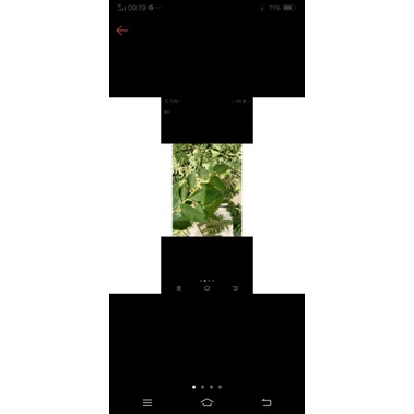 

Daun KRSEN segar /Talok/daun seri (herbal diabetes)