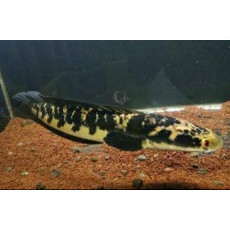 Diskon Ikan Hias Channa Maru Yellow Sentarum 15-16Cm