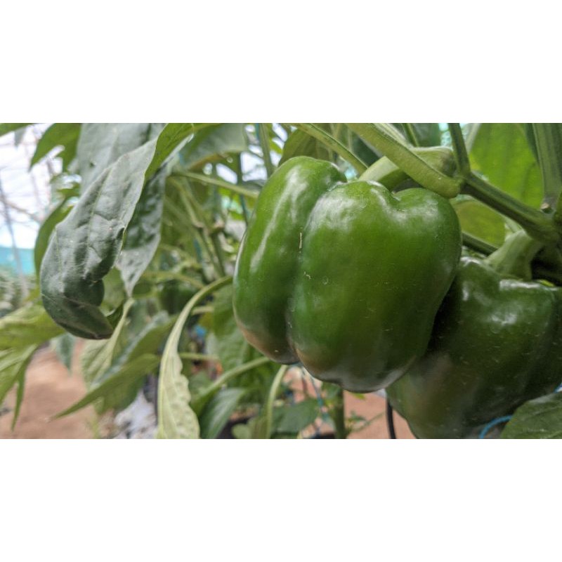 

Paprika Hijau Segar Higienis 500 Gram dan 1 Kg