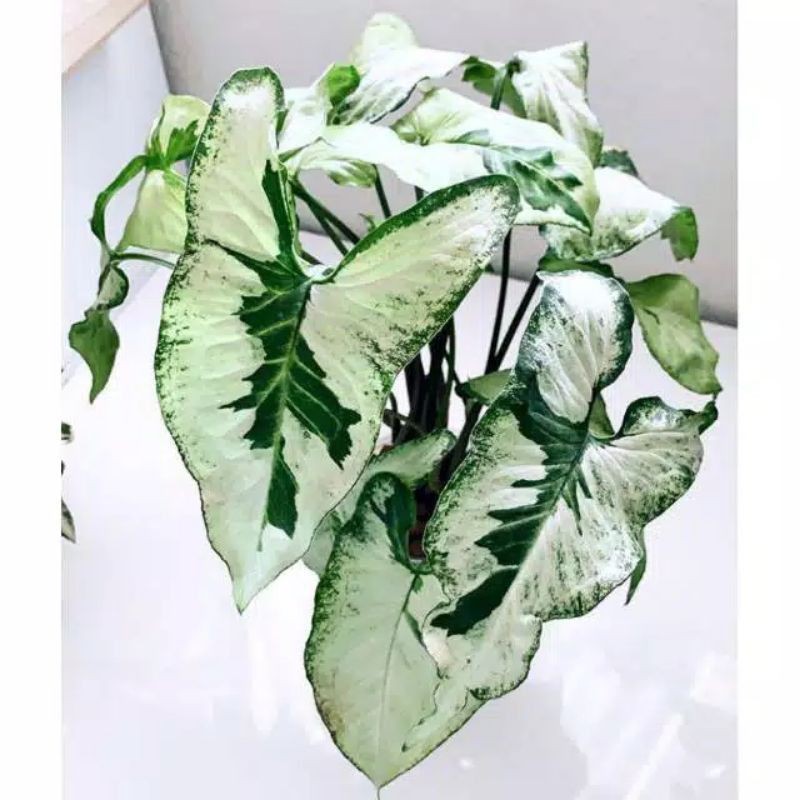 Tanaman Hias Syngonium Magic Marble