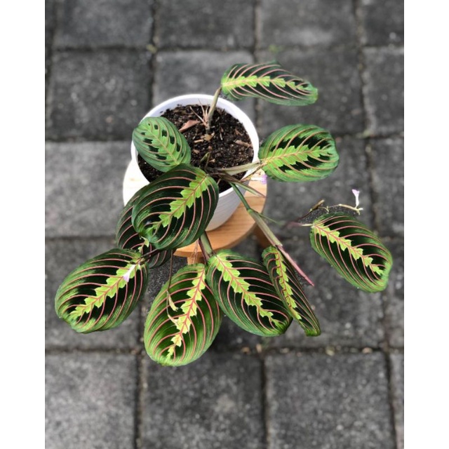 tanaman hias - tanaman calathea leuconeura - calathea kepiting