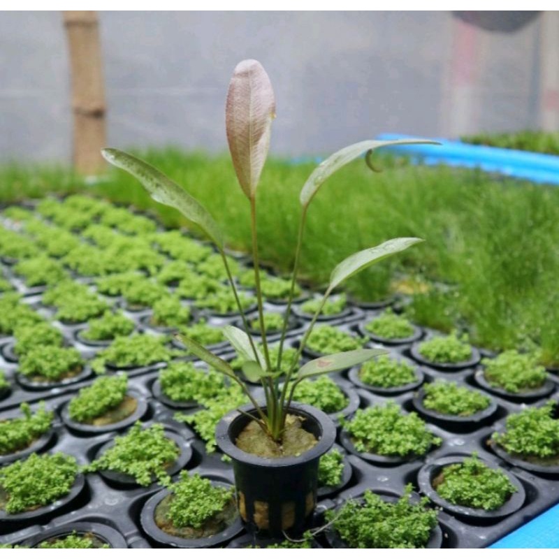 Echinodorus red special