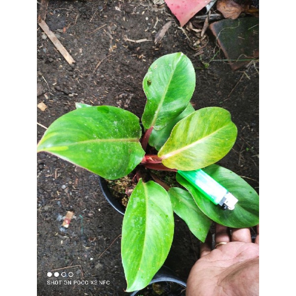 philodendron prince of orange