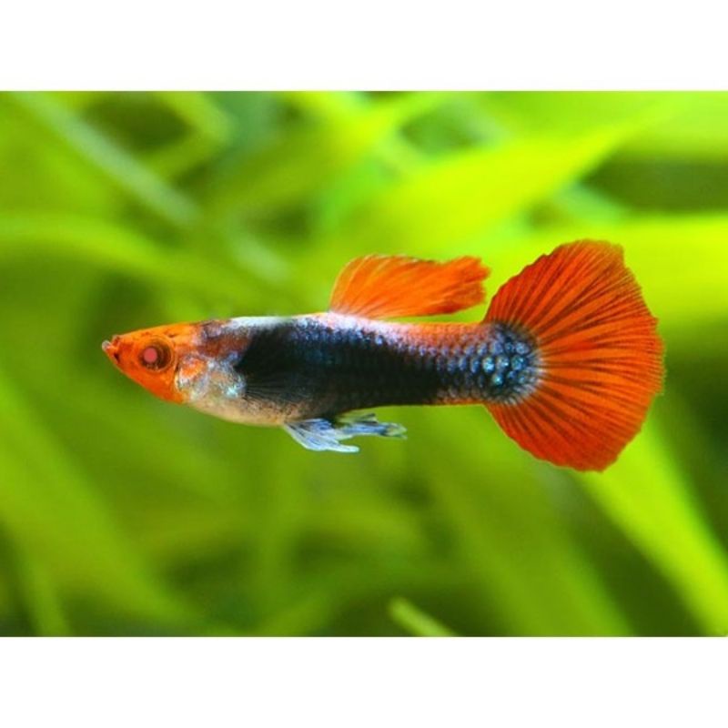 

ikan guppy Tuxedo koi