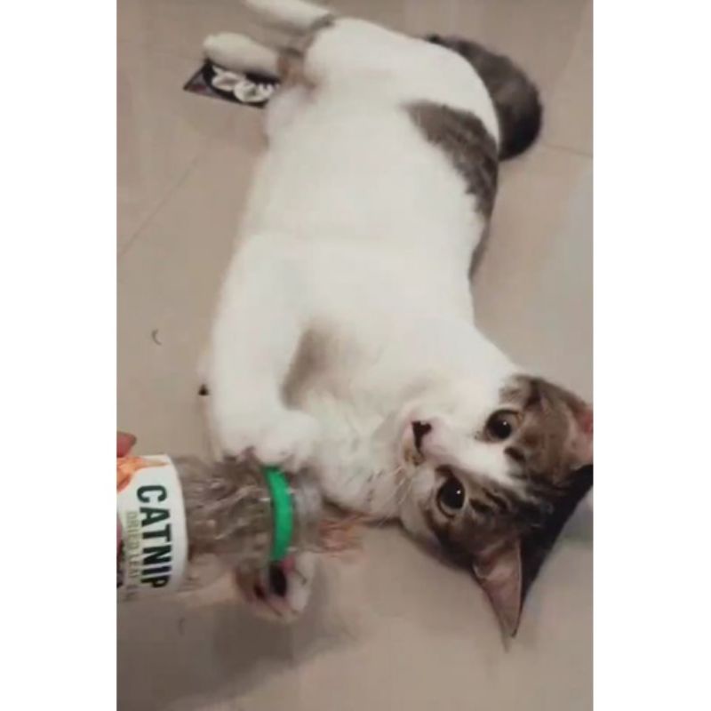 CATNIP BOTOL - Daun Akar CATNIP Makanan Kucing Catmint Obat Birahi Kucing Obat Stress Kucing