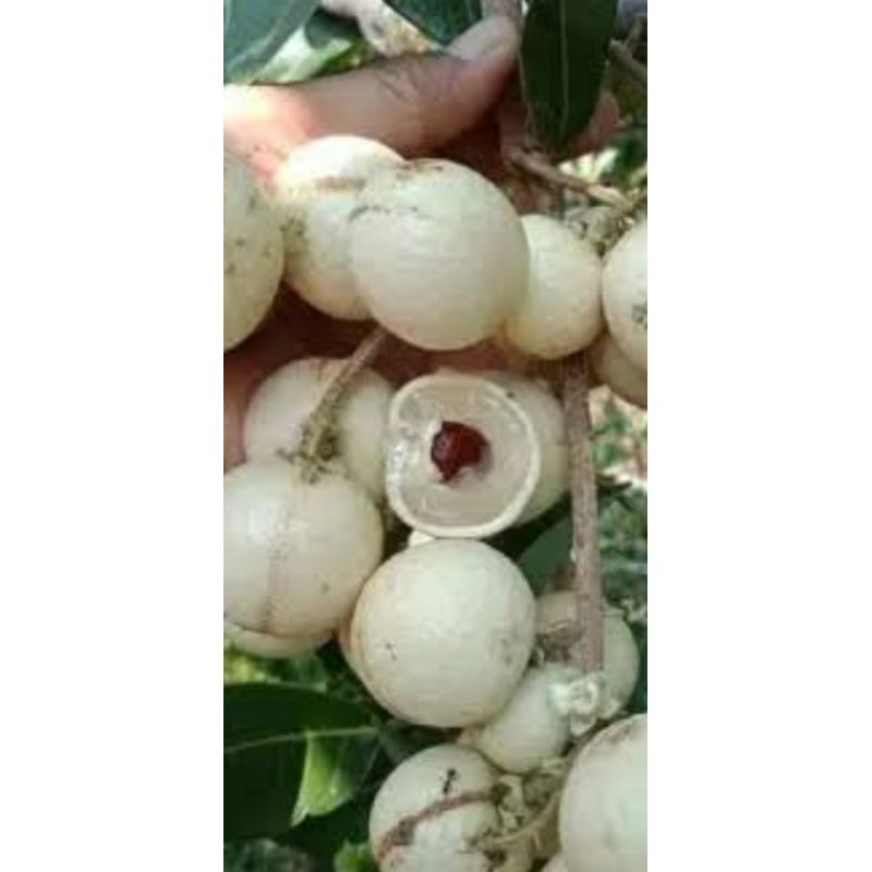 KELENGKENG AROMA DURIAN