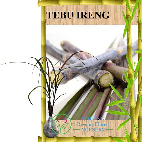 Tanaman Tebu Ireng