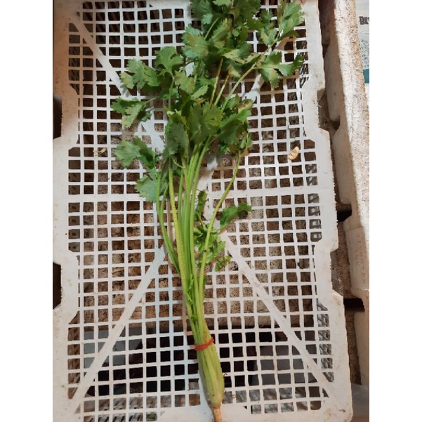 

Daun Ketumbar/Wansui Per ikat