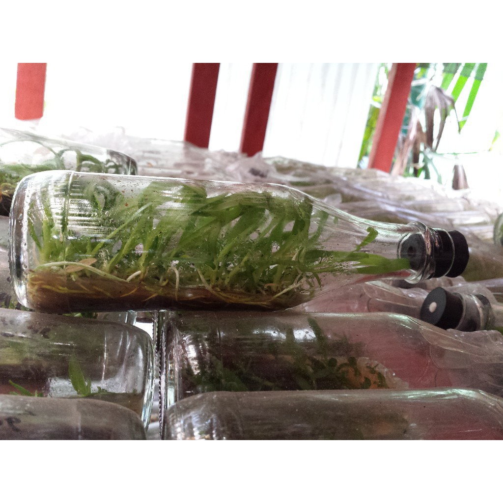 anggrek dendrobium botol siap aklim