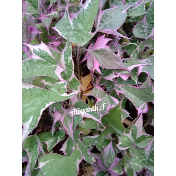 tanaman hias ubi ungu umbi ungu tamaman menjalar