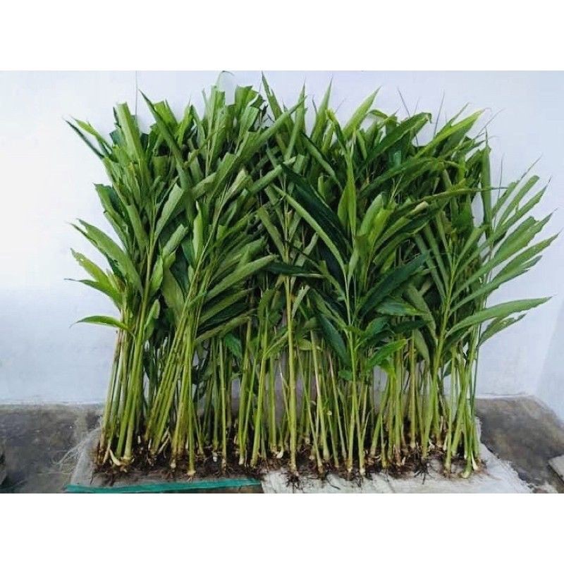 Kapulaga India/kapol India murah meriah