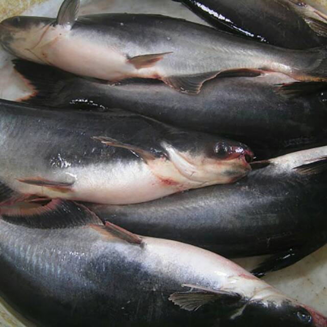 

IKAN PATIN SEGAR