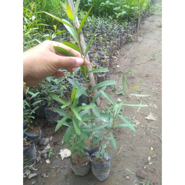 Bibit kayu putih tanaman kayu putih tanaman obat tanaman herbal