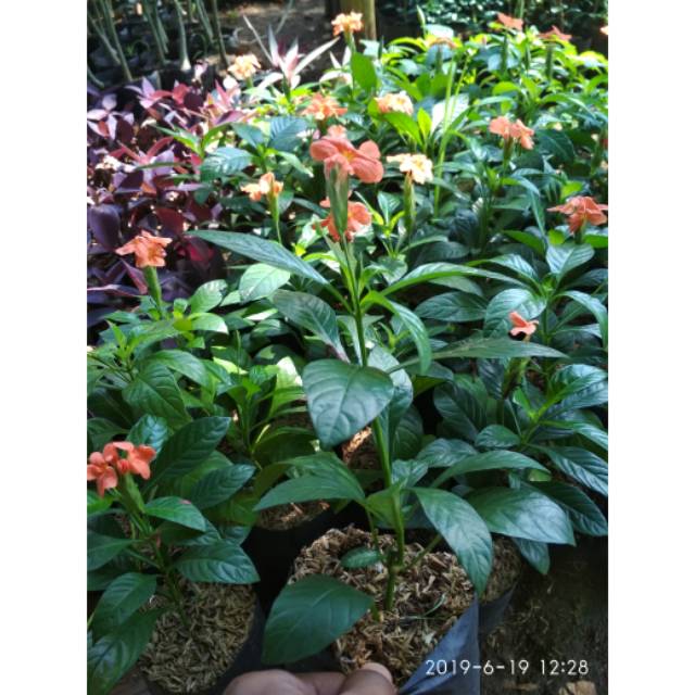 Bibit tanaman hias pohon crossandra/crosandra/krosandra