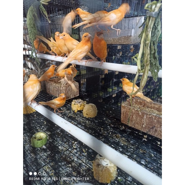 kenari merlok/merah lokal greet A bahan pilihan