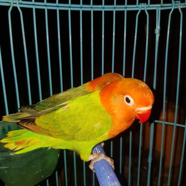 Lovebird Biola Green