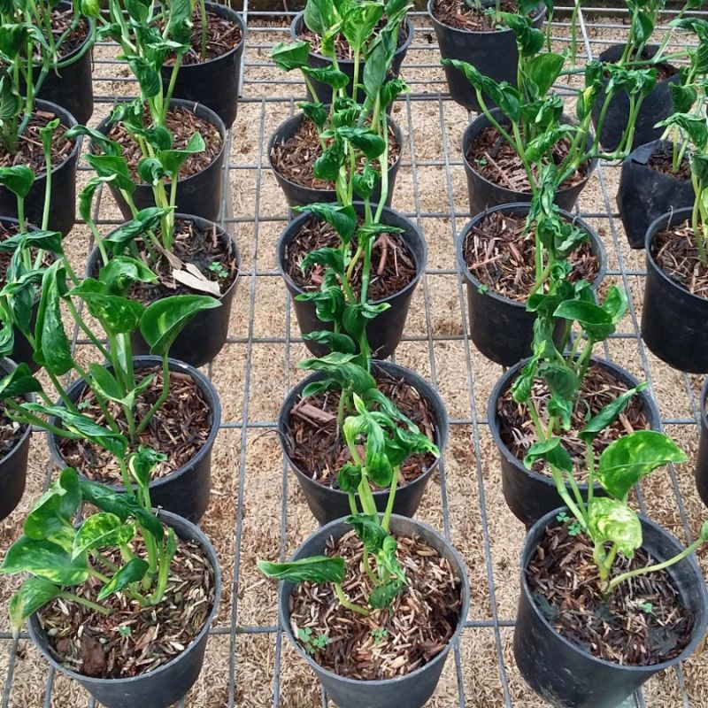 PHILODENDRON SANGRILA VARIGATA KUNING