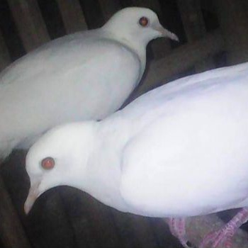 Jual burung puter putih mata merah satuan Indonesia|Shopee Indonesia