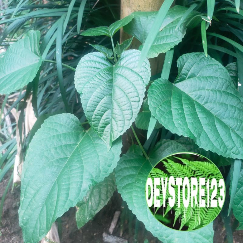 

Jual Daun Pagoda segar husus daun per 250 Grm