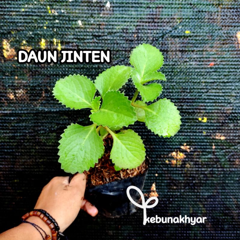 Jual Daun Jinten Putih Bibit Tanaman Herbal Tanaman Obat Daun Jintan Shopee Indonesia 0093