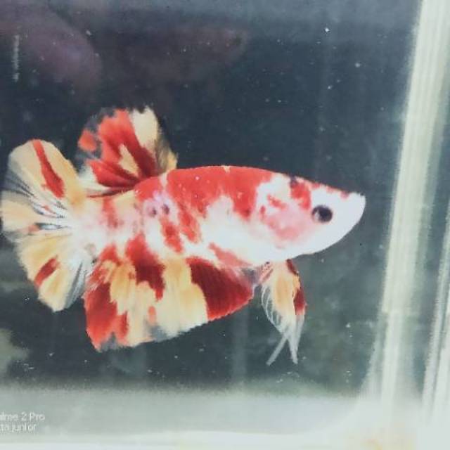 Ikan cupang nemo leopard