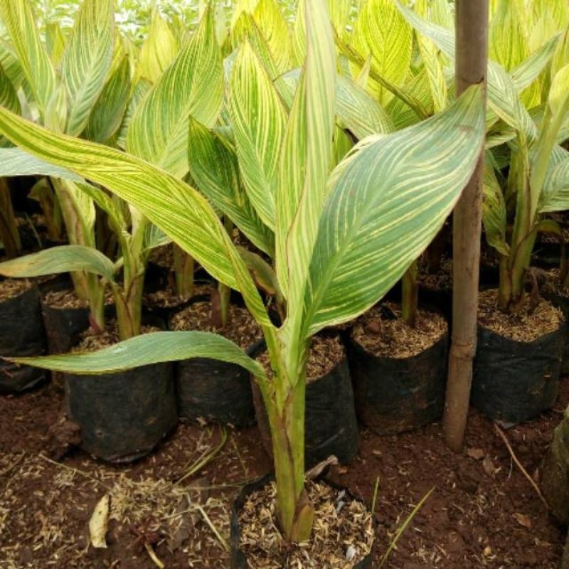 Tanaman hias bunga pisang kana varigata