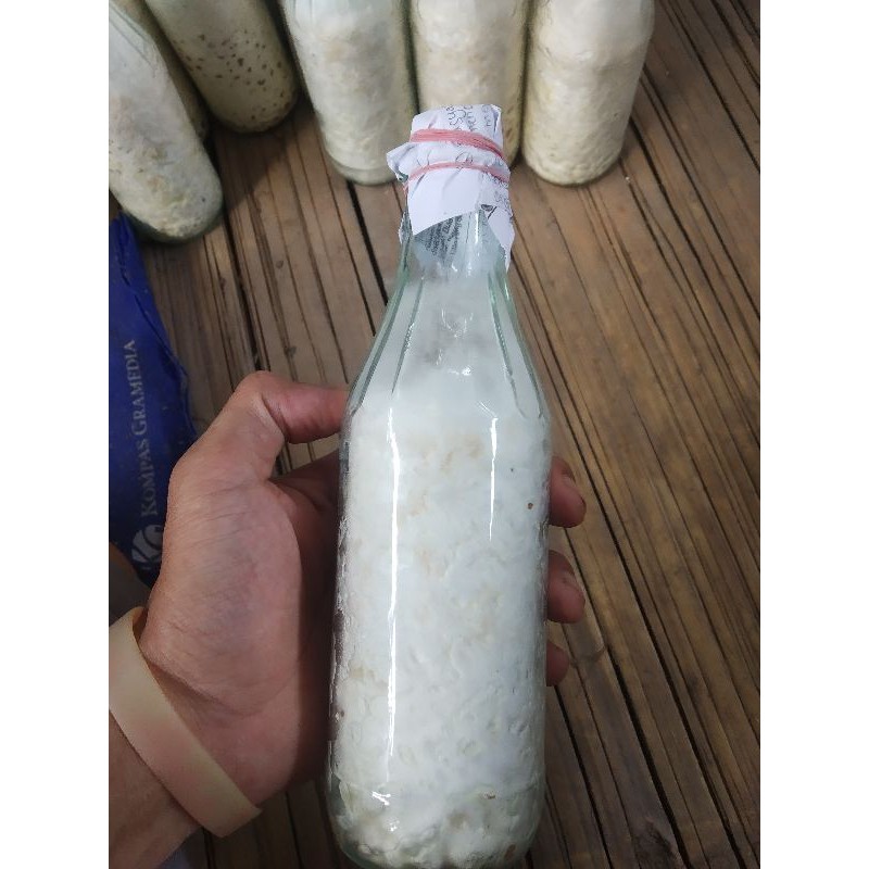 Bibit jamur tiram f2