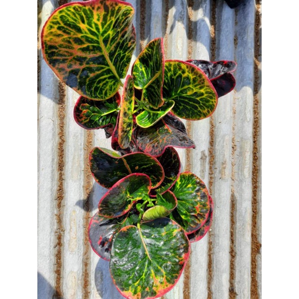 Bibit Bunga Puring Apel SRG Super Unggul