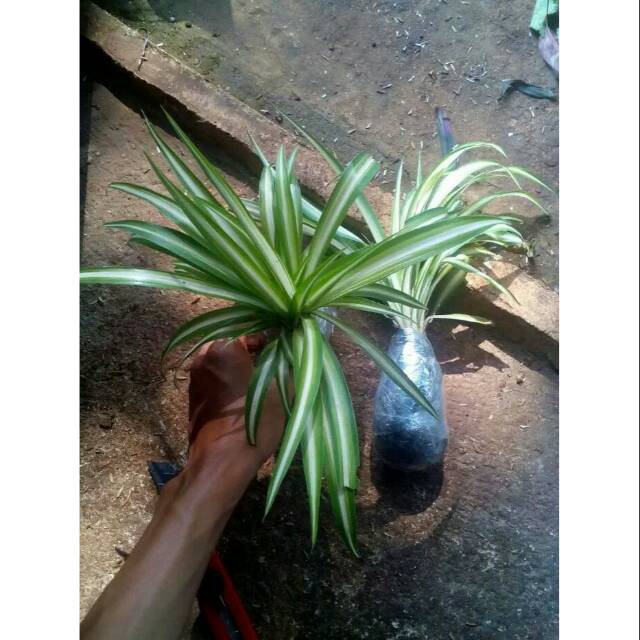 Tanaman hias lili paris hawai - Tanaman spider plant